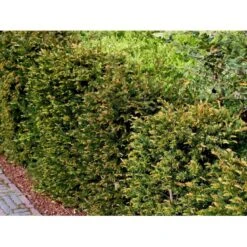 Almindelig Taks Taxus Baccata Potte 3,0 Liter,- 40-60 Cm. -Osmoz Naturens Butik mi2539 taxus baccata kugle 28cd