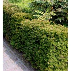 Almindelig Taks Taxus Baccata Potte 3,0 Liter,- 40-60 Cm. -Osmoz Naturens Butik mi2539 taxus baccata kugle 2bf6