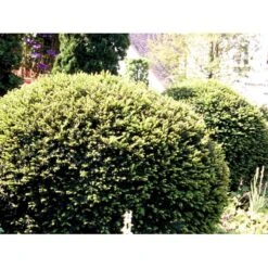 Almindelig Taks Taxus Baccata Potte 3,0 Liter,- 40-60 Cm. -Osmoz Naturens Butik mi2539 taxus baccata kugle 6150