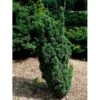 Almindelig Søjletaks 'Melfardii' Taxus Baccata 'Melfardii' Med Klump,- 60-80 Cm. -Osmoz Naturens Butik mi2549 taxus baccata melfard 6e93