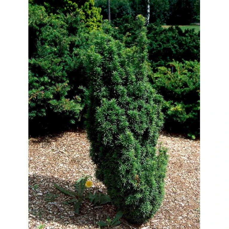 Almindelig Søjletaks 'Melfardii' Taxus Baccata 'Melfardii' Med Klump,- 60-80 Cm. 3 Almindelig Søjletaks 'Melfardii' Taxus Baccata 'Melfardii' Med Klump,- 60-80 Cm.