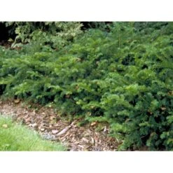 Krybende Almindelig Taks 'Repandens' Taxus Baccata 'Repandens' Potte 3,0 Liter,- 25-30 Cm. -Osmoz Naturens Butik mi2551 taxus baccata repandens 406a