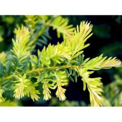 Almindelig Krybende Taks 'Summergold' Taxus Baccata 'Summergold' Potte 2,0 Liter,- 25-30 Cm. -Osmoz Naturens Butik mi2552 taxus baccata summergold 82bf