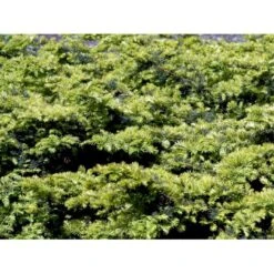 Almindelig Krybende Taks 'Summergold' Taxus Baccata 'Summergold' Potte 2,0 Liter,- 25-30 Cm. -Osmoz Naturens Butik mi2552 taxus baccata summergold 8402