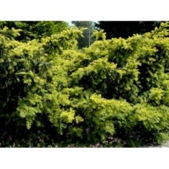 Almindelig Krybende Taks 'Summergold' Taxus Baccata 'Summergold' Potte 2,0 Liter,- 25-30 Cm. -Osmoz Naturens Butik mi2552 taxus baccata summergold b2bc
