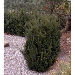 Taks 'Hillii' Taxus Media 'Hillii' Med Klump,- 40-50 Cm. 7 Taks 'Hillii' Taxus Media 'Hillii' Med Klump,- 40-50 Cm. -Osmoz Naturens Butik mi2554 taxus media hillii f6e0
