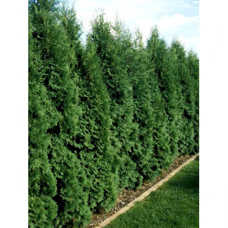 Almindelig Søjlethuja 'Fastigiata' Thuja Occidentalis 'Fastigiata' Med Klump,- 100-120 Cm. 4 Almindelig Søjlethuja 'Fastigiata' Thuja Occidentalis 'Fastigiata' Med Klump,- 100-120 Cm. - Billede 2