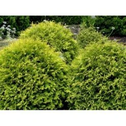 Thuja 'Golden Globe' Thuja Occidentalis 'Golden Globe'(dværgform) Potte 3,0 Liter,- 25-30 Cm. -Osmoz Naturens Butik mi2585 thuja occidentalis golden globe b071
