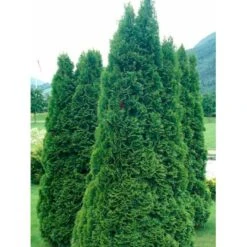Almindelig Thuja 'Holmstrup' Thuja Occidentalis 'Holmstrup' Potte 3,0 Liter,- 40-60 Cm. -Osmoz Naturens Butik mi2586 thuja occidentalis holmstrup 4bbb