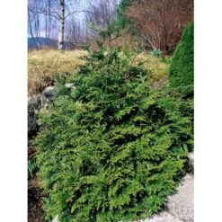 Hønsebenstræ Thujopsis Dolobrata Potte 3,0 Liter,- 25-30 Cm. -Osmoz Naturens Butik mi2608 thujopsis dolabrata bb75