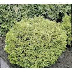 Dværg Hønsebenstræ 'Nana' Thujopsis Dolobrata 'Nana' Potte 3,0 Liter,- 20-25 Cm. 13 Dværg Hønsebenstræ 'Nana' Thujopsis Dolobrata 'Nana' Potte 3,0 Liter,- 20-25 Cm. -Osmoz Naturens Butik mi2612 thujopsis dolabrata nana df49