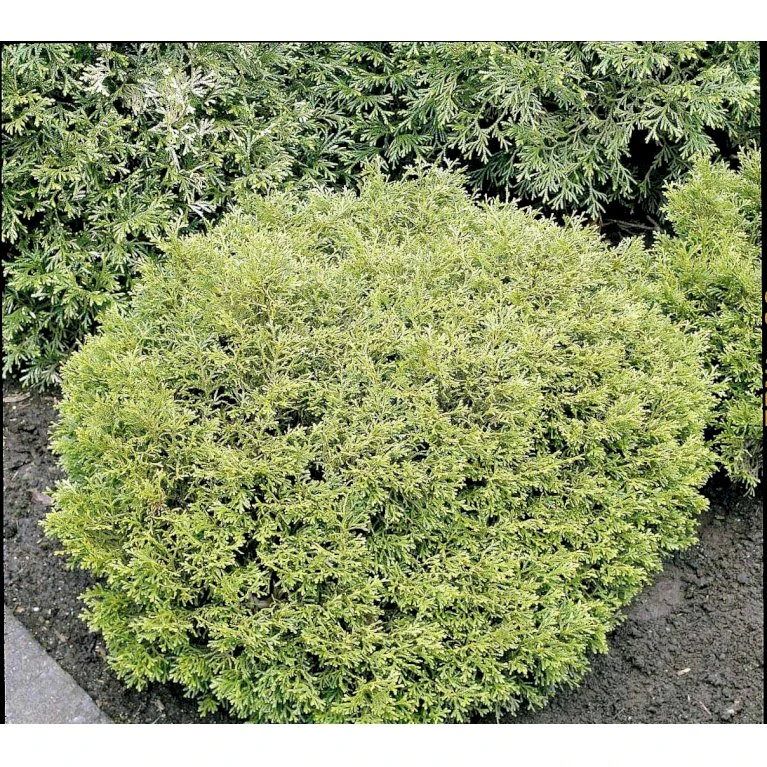 Dværg Hønsebenstræ 'Nana' Thujopsis Dolobrata 'Nana' Potte 3,0 Liter,- 20-25 Cm. 8 Dværg Hønsebenstræ 'Nana' Thujopsis Dolobrata 'Nana' Potte 3,0 Liter,- 20-25 Cm. - Billede 6