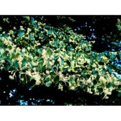 Småbladet Lind 'Greenspire' Tilia Cordata 'Greenspire' Stammehøjde Ca. 220-240cm. + Krone,- Omkreds 20-25 Cm. Med Klump. -Osmoz Naturens Butik mi2642 tilia cordata greenspire fb37
