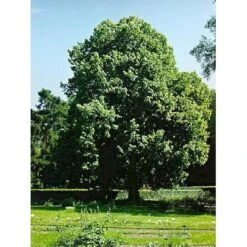 Tilia Platyphyllos Storbladet Lind Barrods,- 1 års (1/0) 30-50 Cm. -Osmoz Naturens Butik mi2644 tilia platyphyllos 3001
