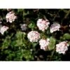 Duft-snebolle 'Aurora' Viburnum Carlesii 'Aurora' Med Klump,- 100-120 Cm. -Osmoz Naturens Butik mi2718 viburnum carlesii aurora fbf7
