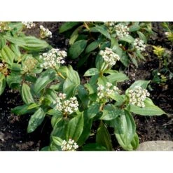 Dværgkvalkved Viburnum Davidii Potte 3,0 Liter,- 25-30 Cm. -Osmoz Naturens Butik mi2719 viburnum davidii 0dc2