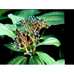 Dværgkvalkved Viburnum Davidii Potte 3,0 Liter,- 25-30 Cm. -Osmoz Naturens Butik mi2719 viburnum davidii 9df8