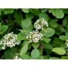 Pibekvalkved Viburnum Lantana Solitær Busk 125-150 Cm., Med Klump 2 Pibekvalkved Viburnum Lantana Solitær Busk 125-150 Cm., Med Klump -Osmoz Naturens Butik mi2721 viburnum lantana 8093