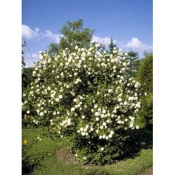 Snebolle Viburnum Opulus 'Roseum' Med Klump,- 125-150 Cm. -Osmoz Naturens Butik mi2726 viburnum opulus roseum b072