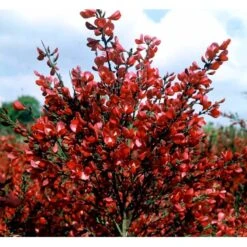 Rød Vårgyvel Cytisus Praecox 'Boskoop Ruby' Potte 2 Liter. -Osmoz Naturens Butik mi2797 cytisus boskoop ruby 3b2d