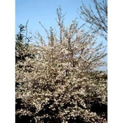 Prydkirsebær 'Hally Jolivette' Prunus Subhirtella 'Hally Jolivette' Opstammet 150 Cm. Med Potte -Osmoz Naturens Butik mi2820 prunus subhirtella hally jolivette 598c