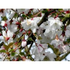 Prydkirsebær 'Hally Jolivette' Prunus Subhirtella 'Hally Jolivette' Opstammet 150 Cm. Med Potte -Osmoz Naturens Butik mi2820 prunus subhirtella hally jolivette ddc1