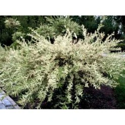 Broget Japansk Pil Salix Integra 'Hakuro Nishiki' Opstammet 60 Cm. Med Potte 14 Broget Japansk Pil Salix Integra 'Hakuro Nishiki' Opstammet 60 Cm. Med Potte -Osmoz Naturens Butik mi2821 salix integra hakuro nishiki 34b6