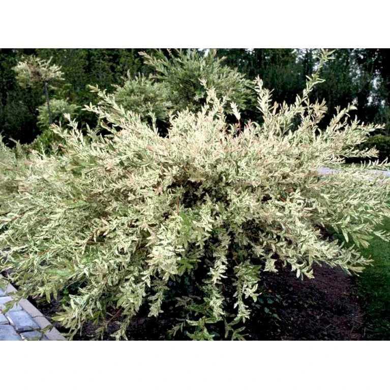 Broget Japansk Pil Salix Integra 'Hakuro Nishiki' Opstammet 60 Cm. Med Potte 7 Broget Japansk Pil Salix Integra 'Hakuro Nishiki' Opstammet 60 Cm. Med Potte - Billede 6