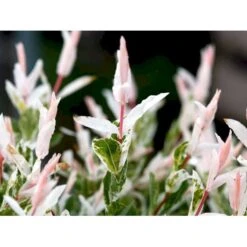 Broget Japansk Pil Salix Integra 'Hakuro Nishiki' Opstammet 60 Cm. Med Potte 16 Broget Japansk Pil Salix Integra 'Hakuro Nishiki' Opstammet 60 Cm. Med Potte -Osmoz Naturens Butik mi2821 salix integra hakuro nishiki 6639