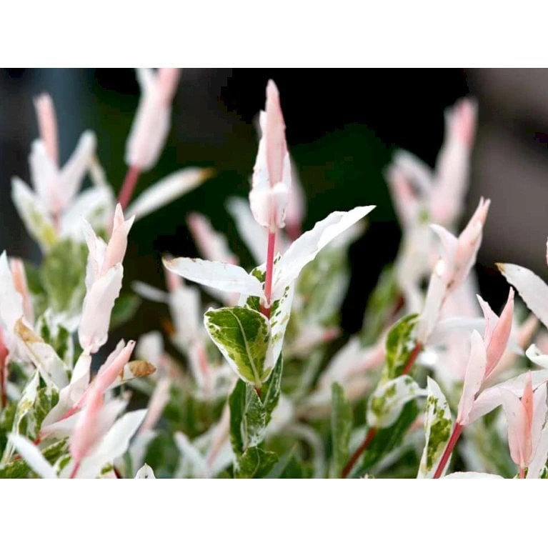 Broget Japansk Pil Salix Integra 'Hakuro Nishiki' Opstammet 60 Cm. Med Potte 9 Broget Japansk Pil Salix Integra 'Hakuro Nishiki' Opstammet 60 Cm. Med Potte - Billede 8