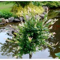 Broget Japansk Pil Salix Integra 'Hakuro Nishiki' Opstammet 60 Cm. Med Potte 13 Broget Japansk Pil Salix Integra 'Hakuro Nishiki' Opstammet 60 Cm. Med Potte -Osmoz Naturens Butik mi2821 salix integra hakuro nishiki 80bb