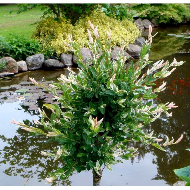 Broget Japansk Pil Salix Integra 'Hakuro Nishiki' Opstammet 60 Cm. Med Potte 6 Broget Japansk Pil Salix Integra 'Hakuro Nishiki' Opstammet 60 Cm. Med Potte - Billede 5