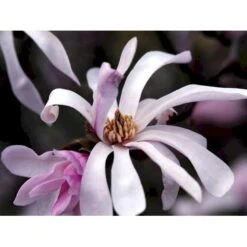 Magnolia 'Leonard Messel' Magnolia X Loebneri 'Leonard Messel' Med Klump,- 150-175 Cm. -Osmoz Naturens Butik mi2826 magnolia x loebneri leonard messel 522a
