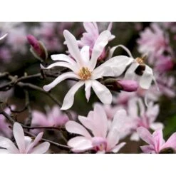 Magnolia 'Leonard Messel' Magnolia X Loebneri 'Leonard Messel' Med Klump,- 150-175 Cm. -Osmoz Naturens Butik mi2826 magnolia x loebneri leonard messel 7205