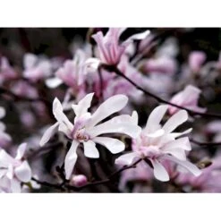 Magnolia 'Leonard Messel' Magnolia X Loebneri 'Leonard Messel' Med Klump,- 150-175 Cm. -Osmoz Naturens Butik mi2826 magnolia x loebneri leonard messel 978b