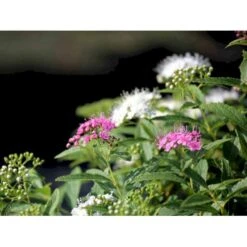 Spiræa 'Shirobana' Spiraea Japonica 'Shirobana' Potte 4,0 Liter,- 30-40 Cm. -Osmoz Naturens Butik mi2830 spiraea japonica shirobana af2d