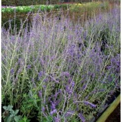 Russisk Salvie 'Blue Spire' Perovskia Atriplicifolia 'Blue Spire' Potte 2 Liter. 15 Russisk Salvie 'Blue Spire' Perovskia Atriplicifolia 'Blue Spire' Potte 2 Liter. -Osmoz Naturens Butik mi2844 perovskia atriplicifolia blue spire 6898
