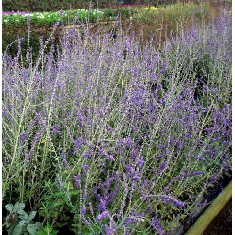 Russisk Salvie 'Blue Spire' Perovskia Atriplicifolia 'Blue Spire' Potte 2 Liter. 9 Russisk Salvie 'Blue Spire' Perovskia Atriplicifolia 'Blue Spire' Potte 2 Liter. - Billede 7