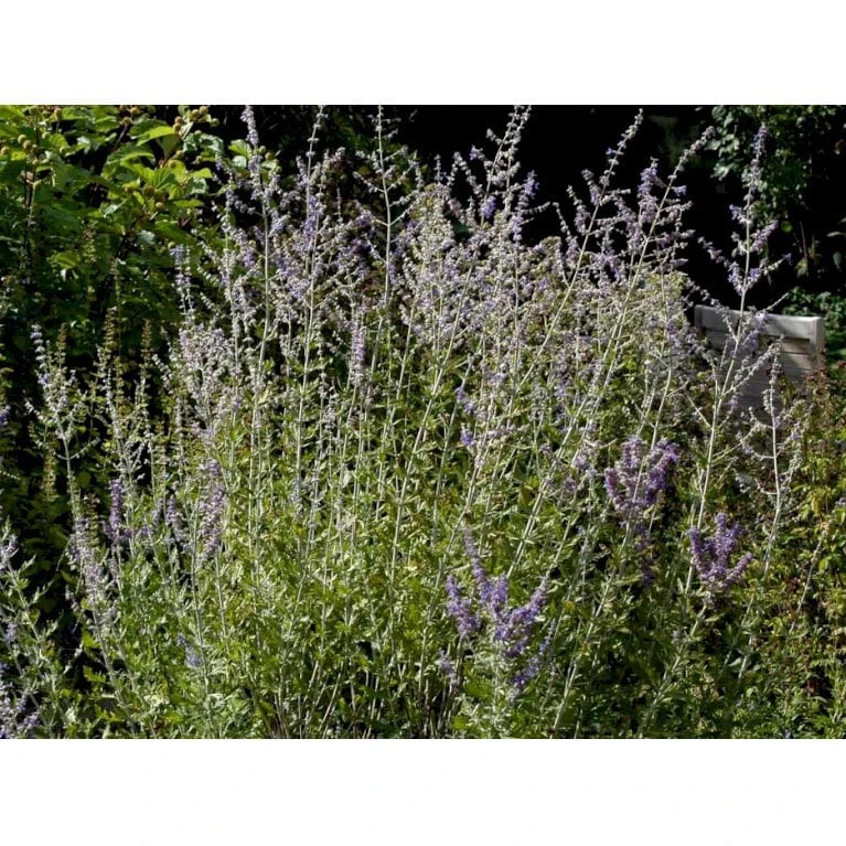 Russisk Salvie 'Blue Spire' Perovskia Atriplicifolia 'Blue Spire' Potte 2 Liter. 8 Russisk Salvie 'Blue Spire' Perovskia Atriplicifolia 'Blue Spire' Potte 2 Liter. - Billede 6