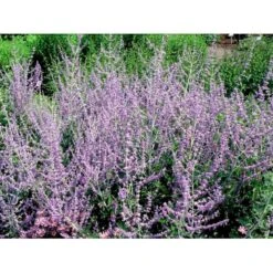 Russisk Salvie 'Blue Spire' Perovskia Atriplicifolia 'Blue Spire' Potte 2 Liter. 13 Russisk Salvie 'Blue Spire' Perovskia Atriplicifolia 'Blue Spire' Potte 2 Liter. -Osmoz Naturens Butik mi2844 perovskia atriplicifolia blue spire 9827