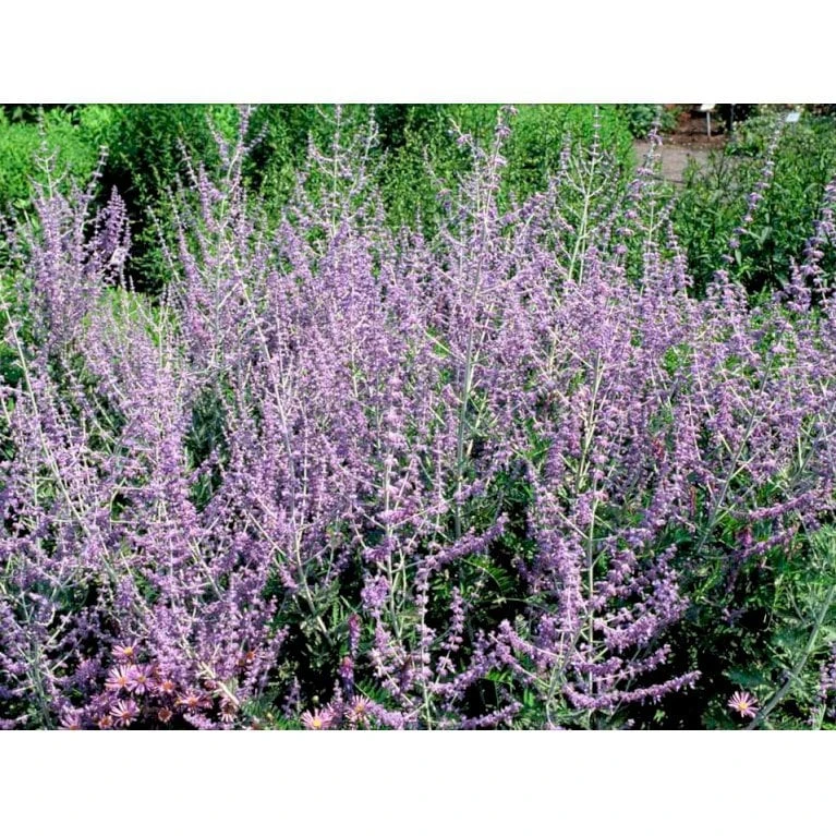 Russisk Salvie 'Blue Spire' Perovskia Atriplicifolia 'Blue Spire' Potte 2 Liter. 7 Russisk Salvie 'Blue Spire' Perovskia Atriplicifolia 'Blue Spire' Potte 2 Liter. - Billede 5