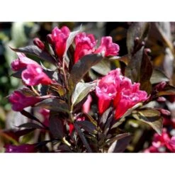 Klokkebusk 'Alexandra' Weigela Florida 'Alexandra' 5 Liter Potte -Osmoz Naturens Butik mi2847 weigela florida alexandra 6b1b