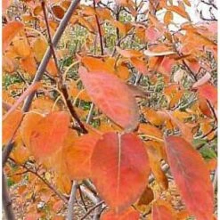 Træagtig Bærmispel 'Robin Hill' Amelanchier Arborea 'Robin Hill' Heister 175-200 Cm. Med Potte -Osmoz Naturens Butik mi2868 amelanchier arborea robin hill c277