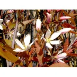 Træagtig Bærmispel 'Robin Hill' Amelanchier Arborea 'Robin Hill' Heister 175-200 Cm. Med Potte -Osmoz Naturens Butik mi2868 amelanchier arborea robin hill c831