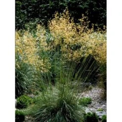 Kæmpefjergræs Stipa Gigantea Potte 2 Liter. -Osmoz Naturens Butik mi2869 stipa gigantea 2a01