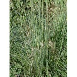 Kæmpefjergræs Stipa Gigantea Potte 2 Liter. -Osmoz Naturens Butik mi2869 stipa gigantea 5685