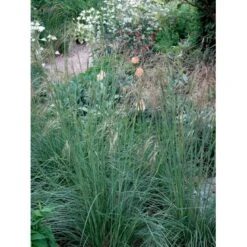 Kæmpefjergræs Stipa Gigantea Potte 2 Liter. -Osmoz Naturens Butik mi2869 stipa gigantea 6069