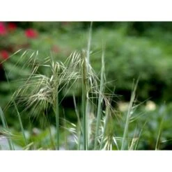 Kæmpefjergræs Stipa Gigantea Potte 2 Liter. -Osmoz Naturens Butik mi2869 stipa gigantea 707a