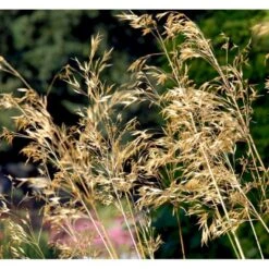 Kæmpefjergræs Stipa Gigantea Potte 2 Liter. -Osmoz Naturens Butik mi2869 stipa gigantea d671