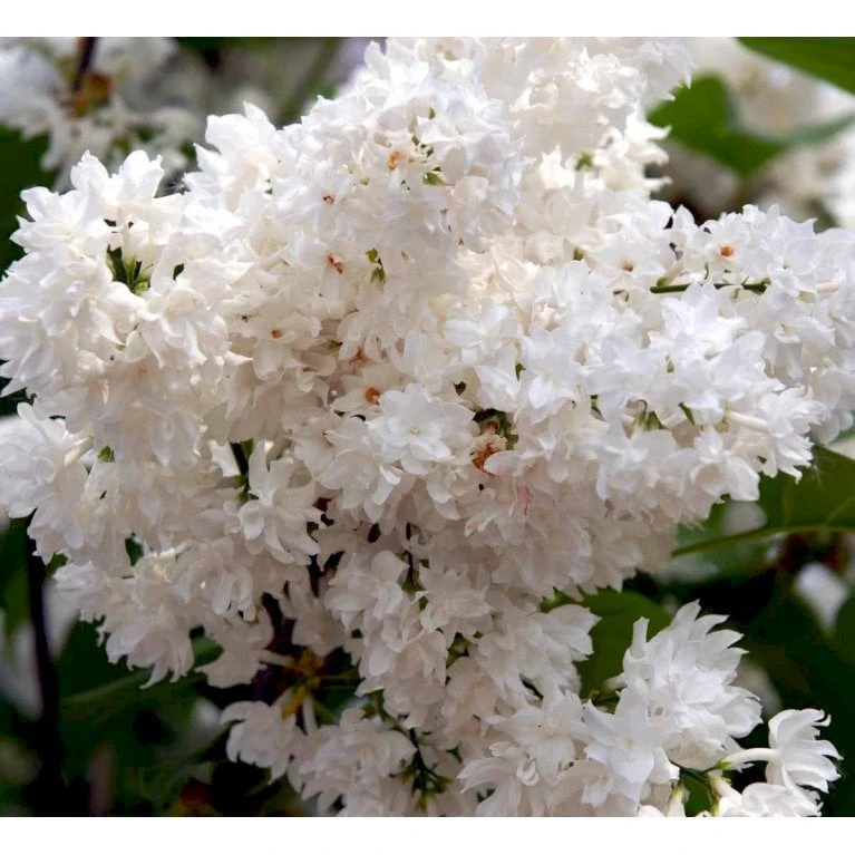 'Beauty Of Moscow' Syringa Vul.'Beauty Of Moscow' (storblomstrende) Med Klump,- 150-175 Cm. 8 'Beauty Of Moscow' Syringa Vul.'Beauty Of Moscow' (storblomstrende) Med Klump,- 150-175 Cm. - Billede 6